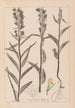 Herbier de la flore française Pl0984 - Louis Antoine Cusin — vy av konstverket