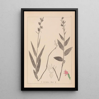 Louis Antoine Cusin - Herbier de la flore franaise Pl0985.webp