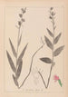 Herbier de la flore française Pl0985 - Louis Antoine Cusin — vy av konstverket