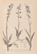 Herbier de la flore française Pl0986 - Louis Antoine Cusin — vy av konstverket