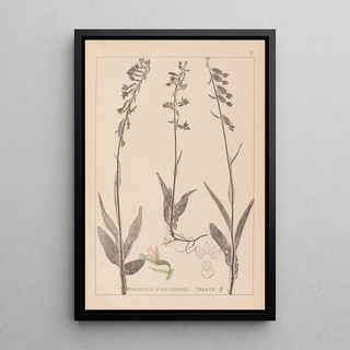 Louis Antoine Cusin - Herbier de la flore franaise Pl0986.webp