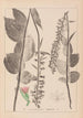 Herbier de la flore française Pl0987 - Louis Antoine Cusin — vy av konstverket