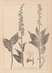 Herbier de la flore française Pl0988 - Louis Antoine Cusin — vy av konstverket