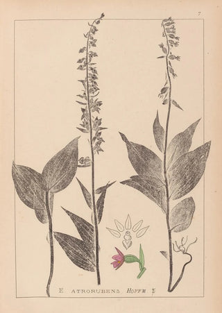 Louis Antoine Cusin - Herbier de la flore franaise Pl0988.webp
