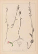 Herbier de la flore française Pl0989 - Louis Antoine Cusin — vy av konstverket