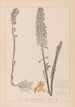 Herbier de la flore française Pl0990 - Louis Antoine Cusin — vy av konstverket