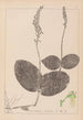 Herbier de la flore française Pl0991 - Louis Antoine Cusin — vy av konstverket