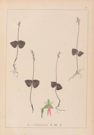 Louis Antoine Cusin - Herbier de la flore franaise Pl0992.webp