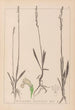 Herbier de la flore française Pl0993 - Louis Antoine Cusin — vy av konstverket