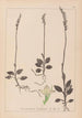 Herbier de la flore française Pl0995 - Louis Antoine Cusin — vy av konstverket