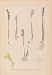 Herbier de la flore française Pl0996 - Louis Antoine Cusin — vy av konstverket