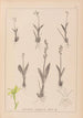 Herbier de la flore française Pl0997 - Louis Antoine Cusin — vy av konstverket