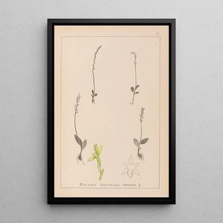 Louis Antoine Cusin - Herbier de la flore franaise Pl0998.webp