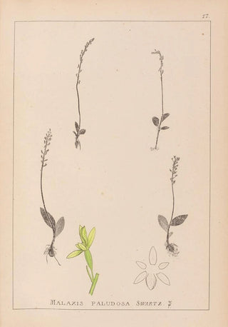 Louis Antoine Cusin - Herbier de la flore franaise Pl0998.webp