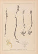 Herbier de la flore française Pl0999 - Louis Antoine Cusin — vy av konstverket