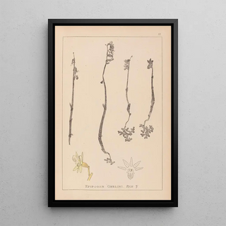 Louis Antoine Cusin - Herbier de la flore franaise Pl0999.webp