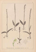 Herbier de la flore française Pl1000 - Louis Antoine Cusin — vy av konstverket