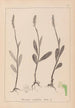 Herbier de la flore française Pl1001 - Louis Antoine Cusin — vy av konstverket