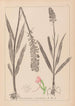 Herbier de la flore française Pl1002 - Louis Antoine Cusin — vy av konstverket