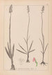Herbier de la flore française Pl1003 - Louis Antoine Cusin — vy av konstverket