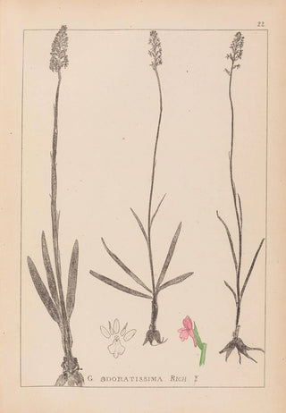 Louis Antoine Cusin - Herbier de la flore franaise Pl1003.webp
