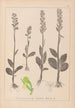 Herbier de la flore française Pl1004 - Louis Antoine Cusin — vy av konstverket