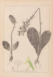 Herbier de la flore française Pl1005 - Louis Antoine Cusin — vy av konstverket