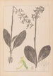 Herbier de la flore française Pl1006 - Louis Antoine Cusin — vy av konstverket