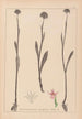 Herbier de la flore française Pl1007 - Louis Antoine Cusin — vy av konstverket