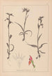 Herbier de la flore française Pl1008 - Louis Antoine Cusin — vy av konstverket