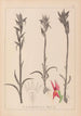 Herbier de la flore française Pl1009 - Louis Antoine Cusin — vy av konstverket
