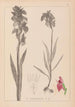Herbier de la flore française Pl1010 - Louis Antoine Cusin — vy av konstverket