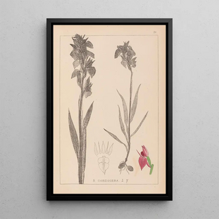 Louis Antoine Cusin - Herbier de la flore franaise Pl1010.webp