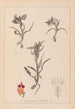 Herbier de la flore française Pl1011 - Louis Antoine Cusin — vy av konstverket