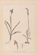 Herbier de la flore française Pl1012 - Louis Antoine Cusin — vy av konstverket