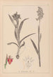 Herbier de la flore française Pl1013 - Louis Antoine Cusin — vy av konstverket