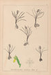 Herbier de la flore française Pl1014 - Louis Antoine Cusin — vy av konstverket
