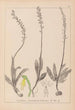 Herbier de la flore française Pl1015 - Louis Antoine Cusin — vy av konstverket