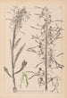 Herbier de la flore française Pl1016 - Louis Antoine Cusin — vy av konstverket
