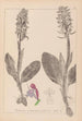 Herbier de la flore française Pl1017 - Louis Antoine Cusin — vy av konstverket