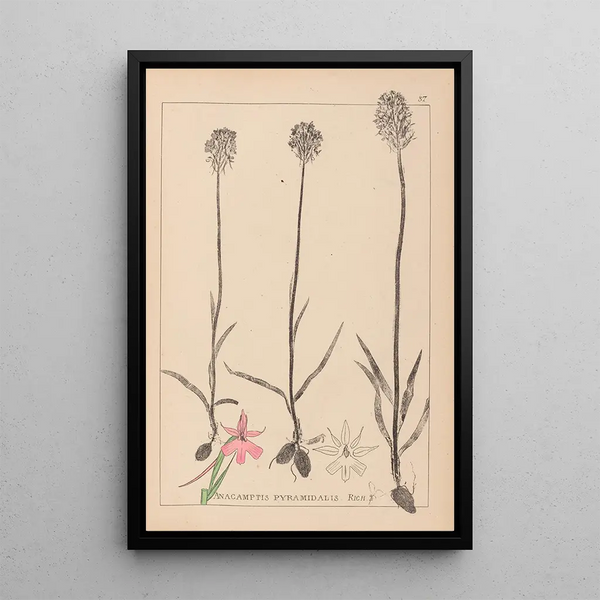 Louis Antoine Cusin - Herbier de la flore franaise Pl1018.webp