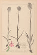 Herbier de la flore française Pl1018 - Louis Antoine Cusin — vy av konstverket