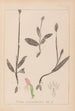 Herbier de la flore française Pl1019 - Louis Antoine Cusin — vy av konstverket