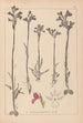 Herbier de la flore française Pl1020 - Louis Antoine Cusin — vy av konstverket