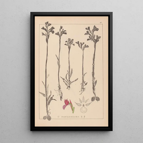 Louis Antoine Cusin - Herbier de la flore franaise Pl1020.webp