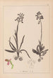 Herbier de la flore française Pl1021 - Louis Antoine Cusin — vy av konstverket