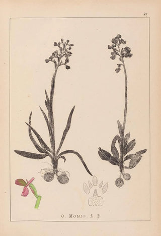 Louis Antoine Cusin - Herbier de la flore franaise Pl1021.webp