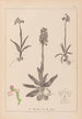 Herbier de la flore française Pl1022 - Louis Antoine Cusin — vy av konstverket