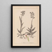 Herbier de la flore française Pl1023 - Louis Antoine Cusin — inramlat konstverk på väggen