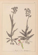 Herbier de la flore française Pl1023 - Louis Antoine Cusin — vy av konstverket